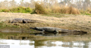 352 gadials were found in Rapti and Narayani rivers