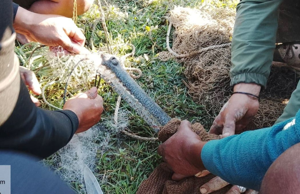 'Guest' chile dies from electrocution, gharial gets caught in net