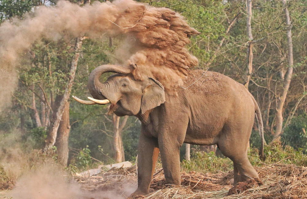 'Raj' of 'Govinde' in Sauraha after Makuna's death