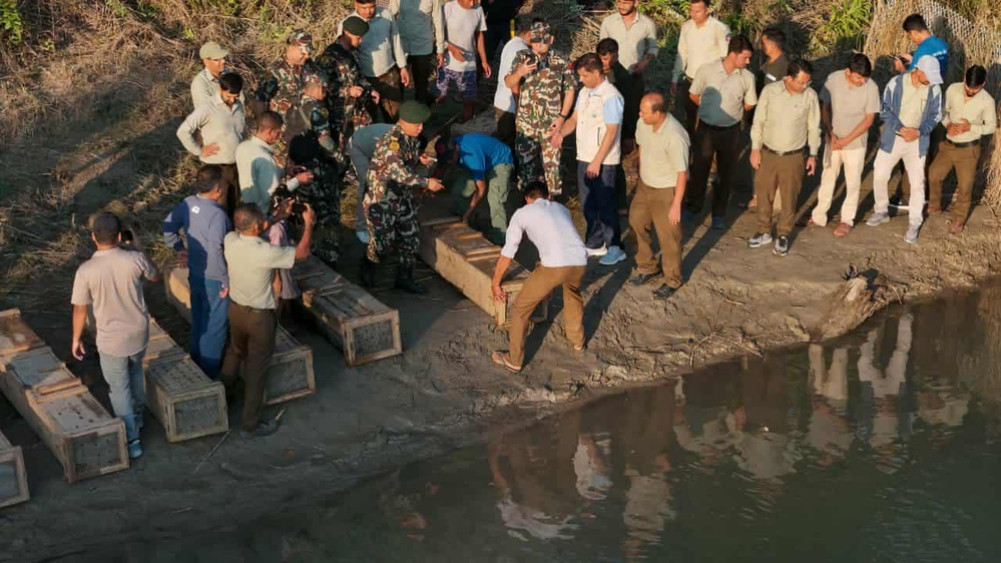 Ten crocodiles released into Khauraha River