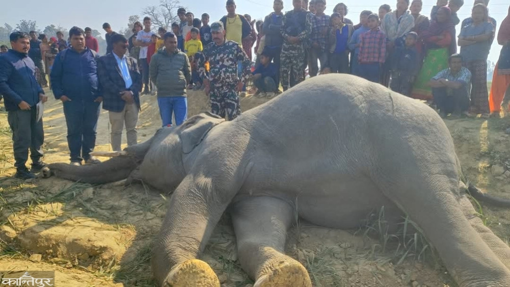 Elephant death incident in Lalzhadi: One arrested