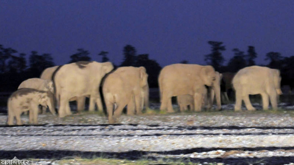 64 killed in 14 years in Jhapa due to wild elephant attacks