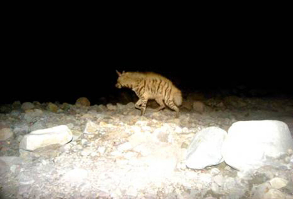 In Shuklaphanta, kathe bear and houndar were seen regularly