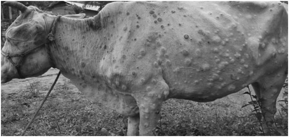 Lumpy skin infection spreading in West Nawalparasi
