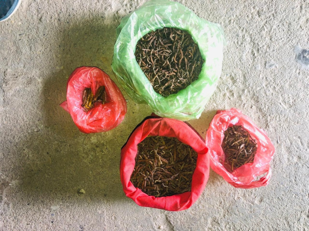 One arrested in Sankhuwasabha with one and a half kilo of Yarsagumba