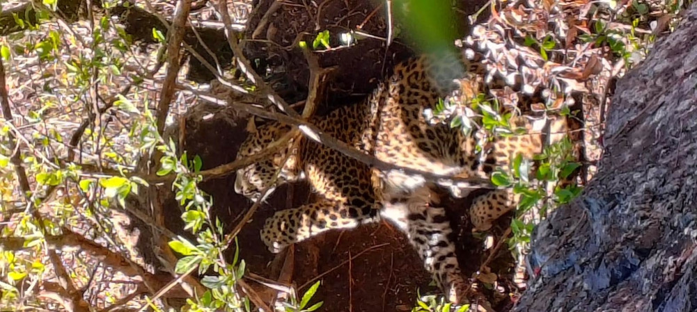 Leopard caught in a trap