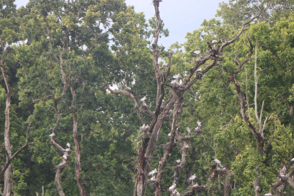 Batulipokhari: Breeding center of Ghungifor Garuda