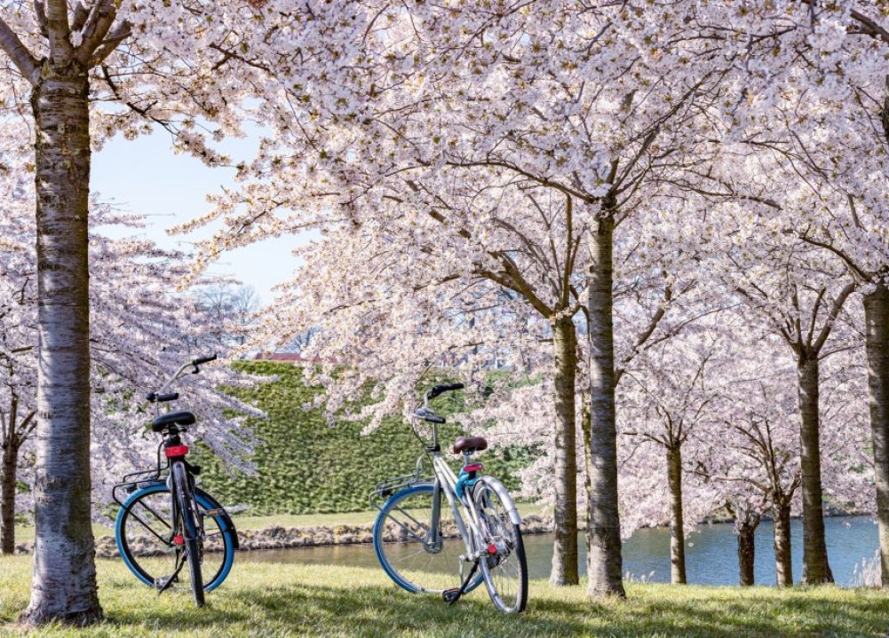 Strict action against drunk cyclists in Japan, including suspension of car driving licenses