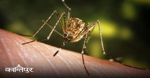 1 person dies from Japanese encephalitis, infection confirmed in 4 districts