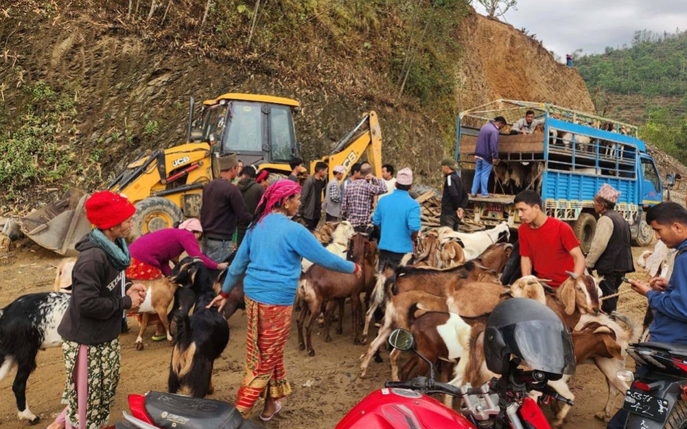 Export of more than 2,000 khasibo worth 4.5 crores from Salyan for Dasain