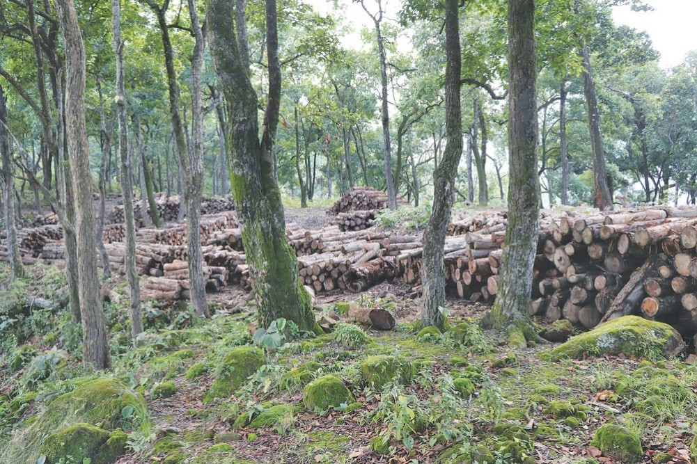 Two crore worth of wood is rotting due to no tender