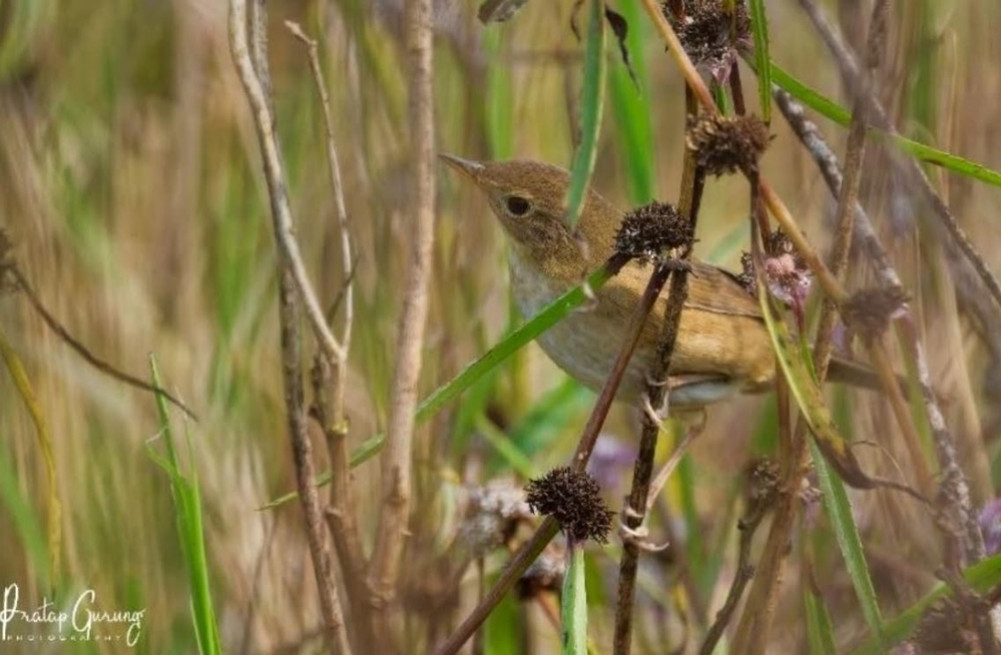 In Nepal after the 19th century, brown bush phisto was seen again