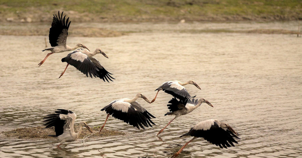 Koshi Tappu has the potential of an international 'Bird Sanctuary'