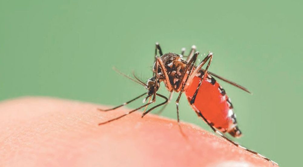 Dengue infections do not decrease in Karnali despite increasing winter