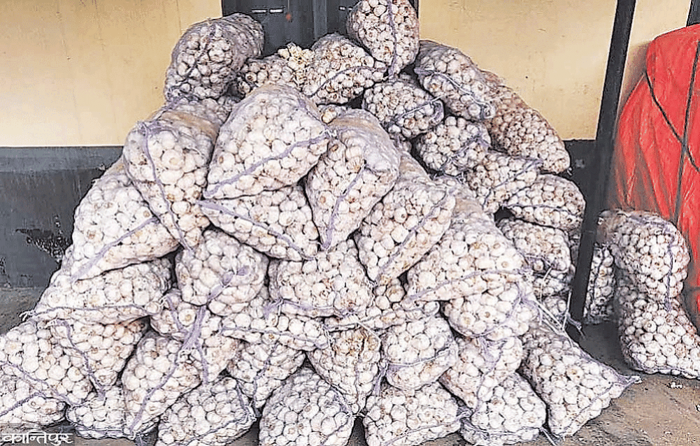 Garlic smuggling increased due to the price gap