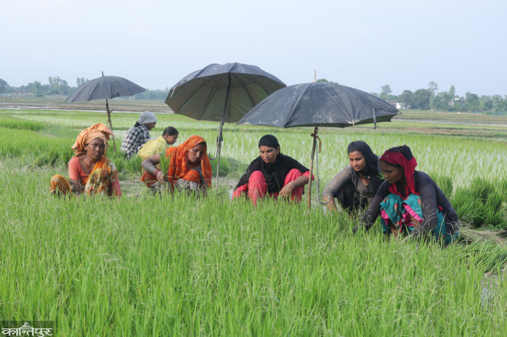 Low budget for agriculture sector even in municipalities with cultivable land