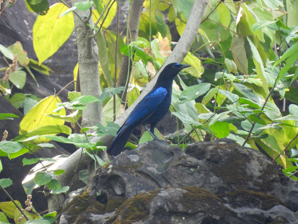 'Malbar Whistling' bird record for the first time in Nepal
