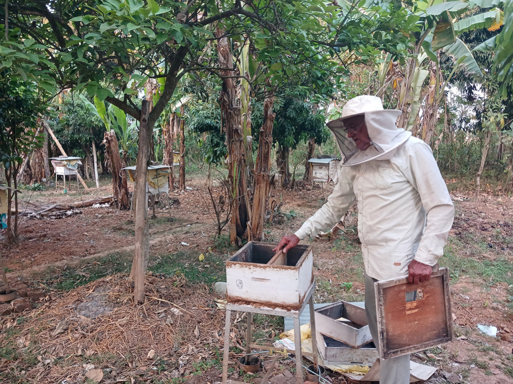 In Rampur, bees were killed by pesticides sprayed on crops
