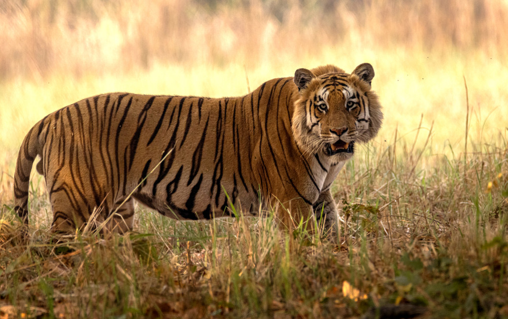 Why do wild animals attack?