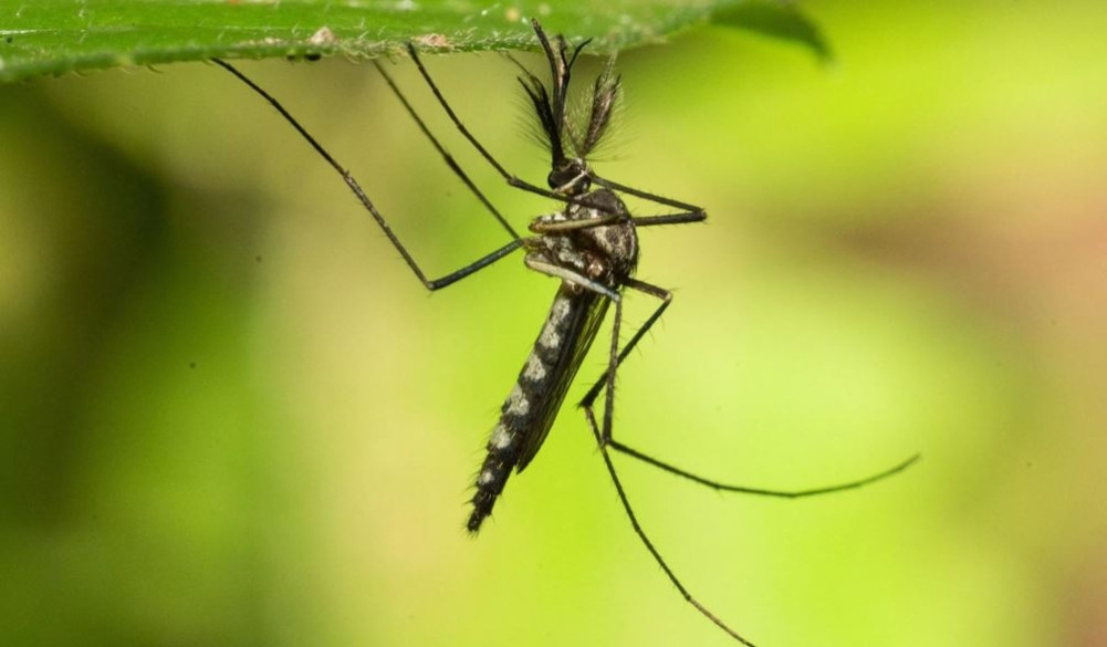 Mosquitoes spotted for the first time in Iceland