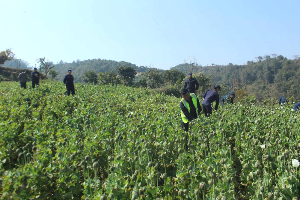 Police destroyed 6 bigha of opium plantation planted in the hills of Bharatpur