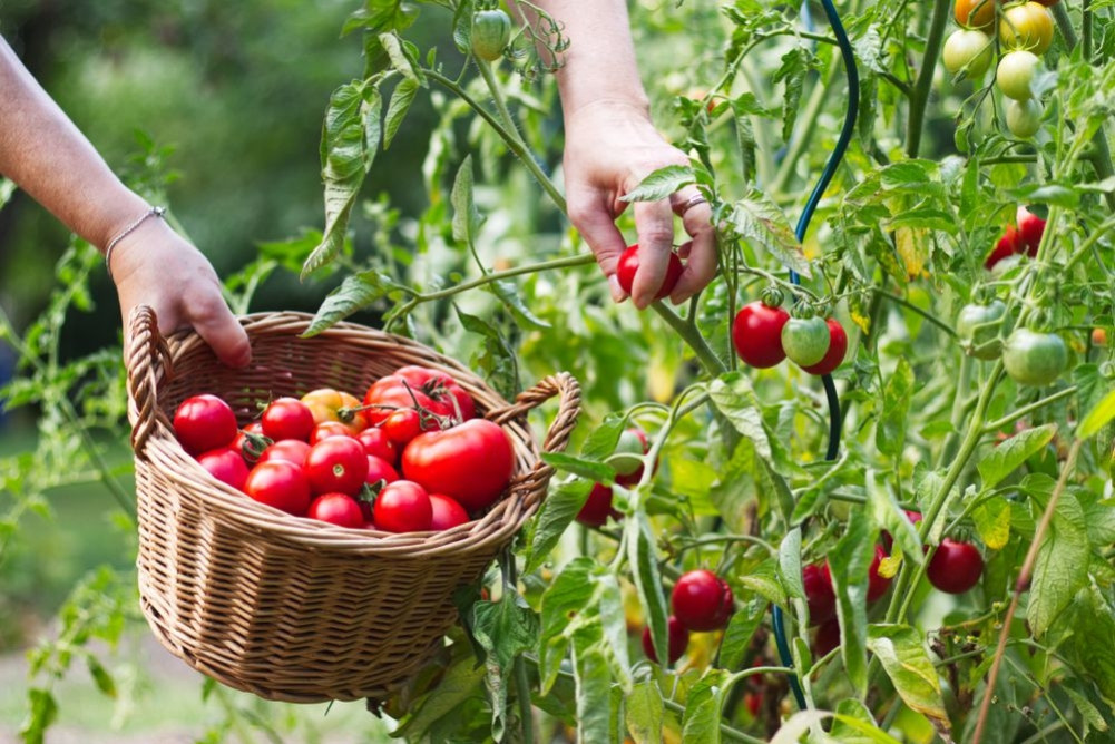 How to grow vegetables at home?