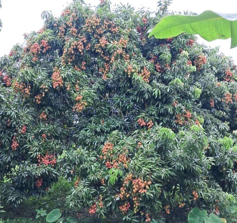 Lychee production worth about 1 crore in Rawabasi
