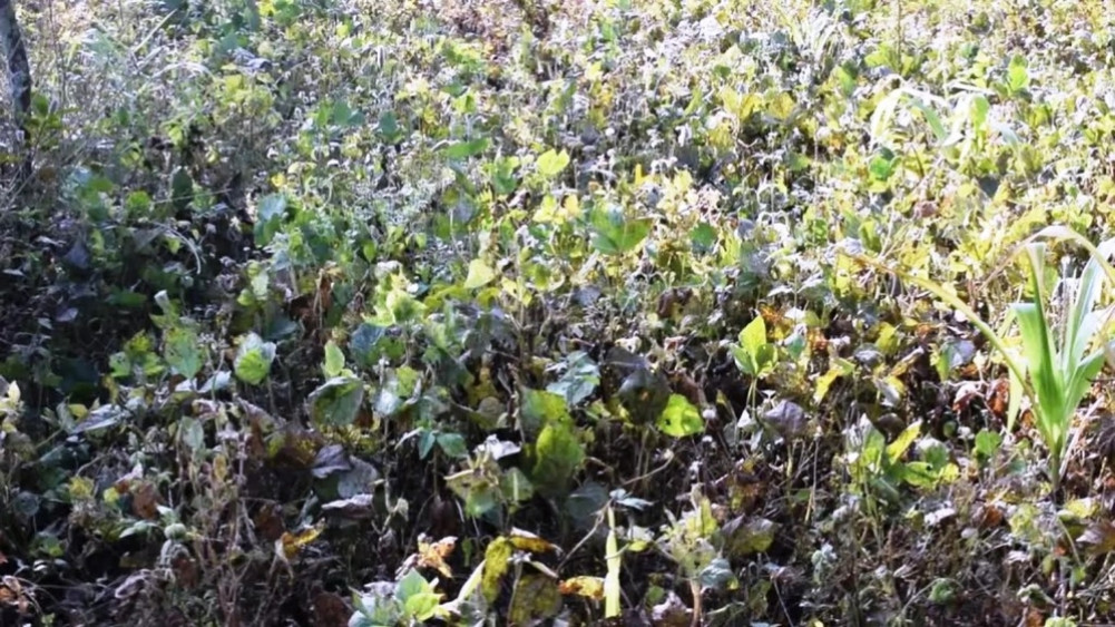 Indigenous crop production decreased