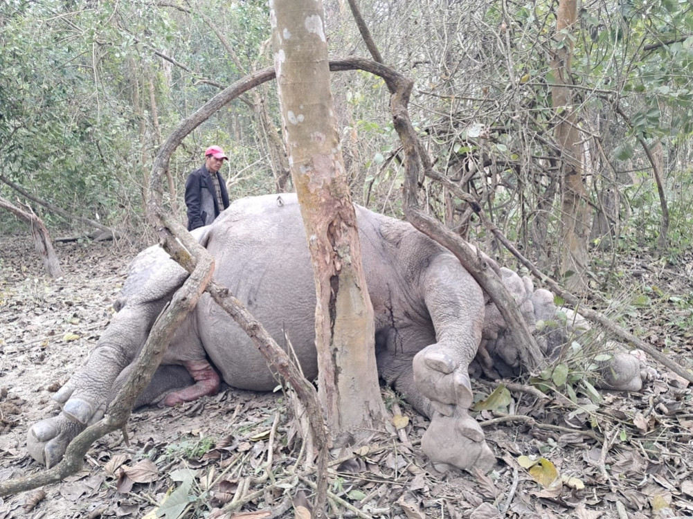 Rhinoceros found dead