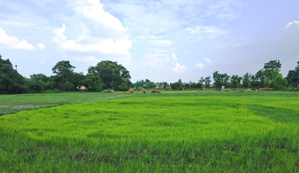 75 percent planting in Parsa