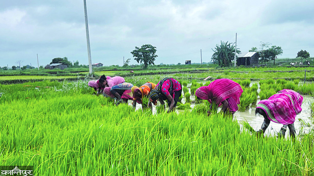 95 percent of planting, 8 million tons of rice production is estimated to decrease across the country