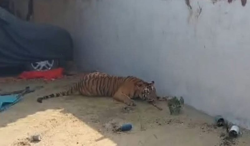 The tiger that entered the village of Saptari was locked inside the house