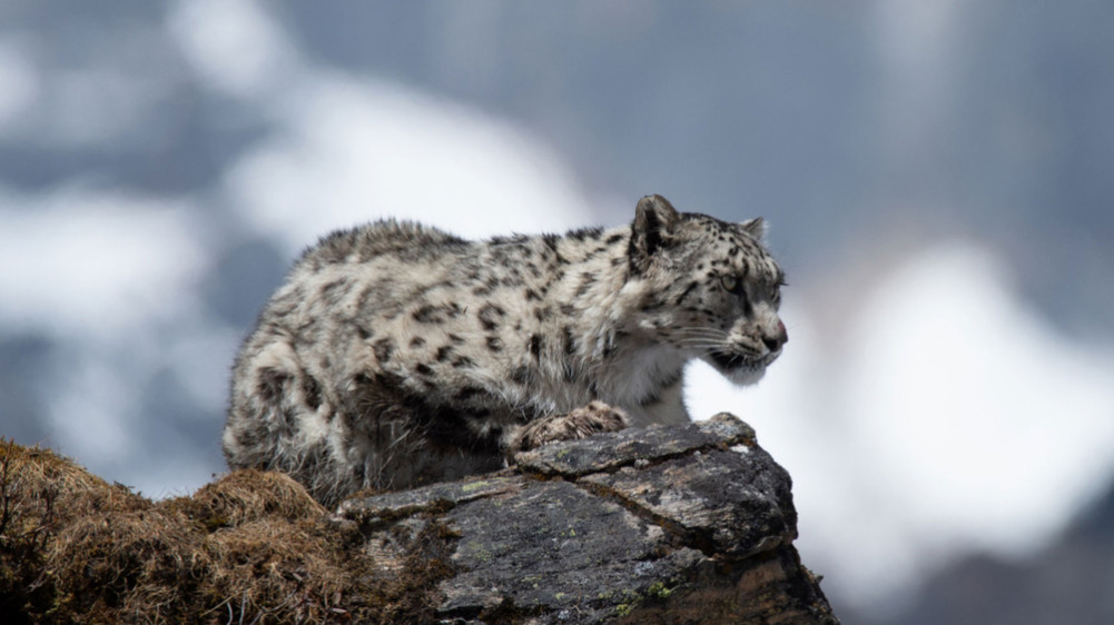 10 percent of the total snow leopards in the world are in Nepal