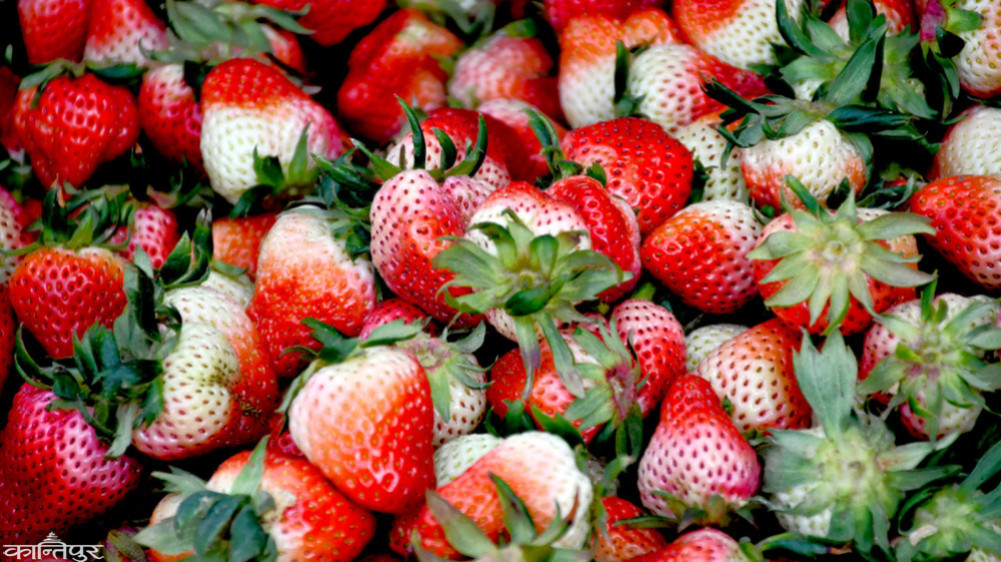 An estimate of 500 million worth of strawberries will be sold from Nuwakot during the season