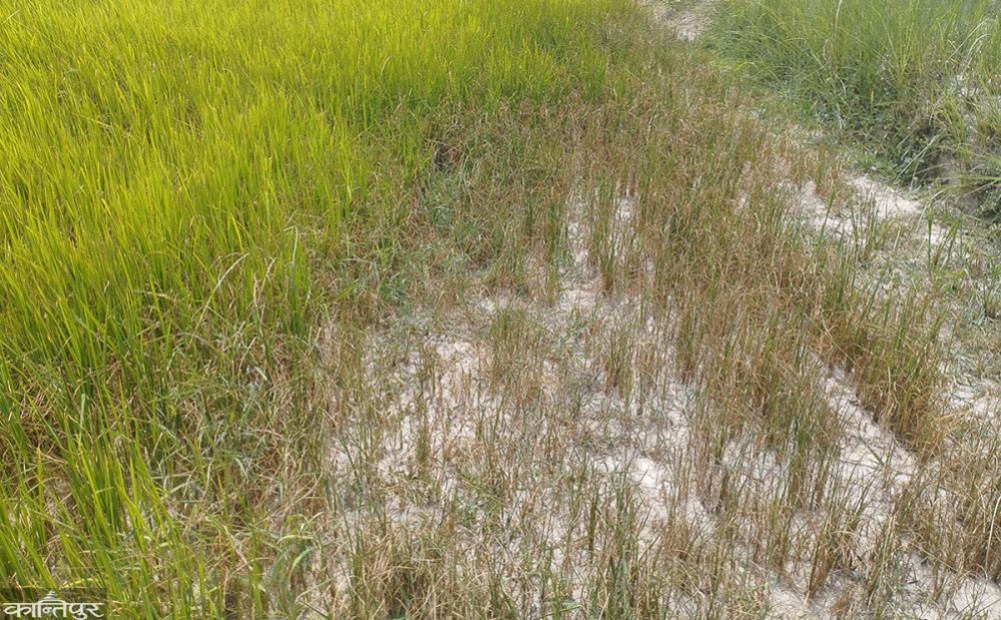 After no rain in June, Madhesh province will be declared drought-stricken, and the union government will be requested for relief