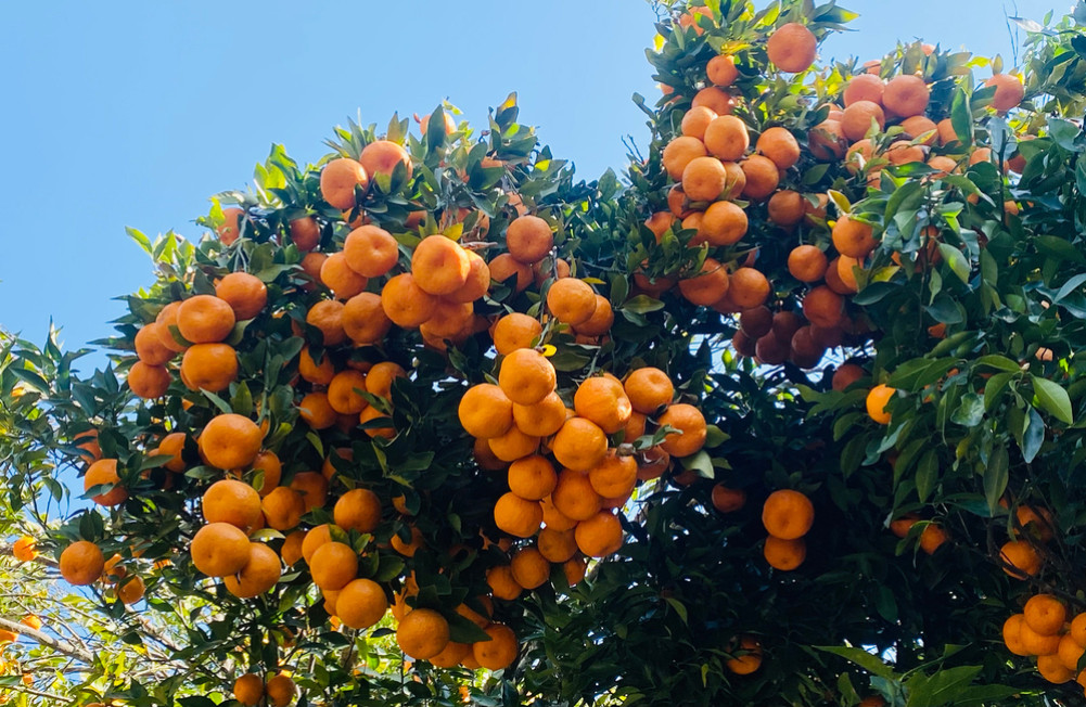 Orange production of more than four billion in Gandaki