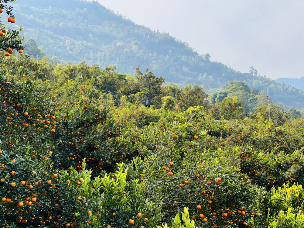 Oranges abound in fields growing millet and corn: Sales worth 1.5 million this year