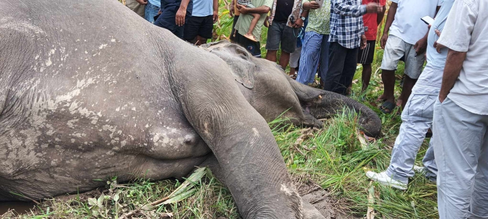 A wild elephant was found dead in Mechinagar, Jhapa