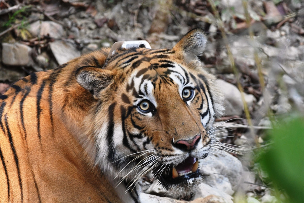 It is believed that a tigress is raising 4 cubs in Sabiya Forest.