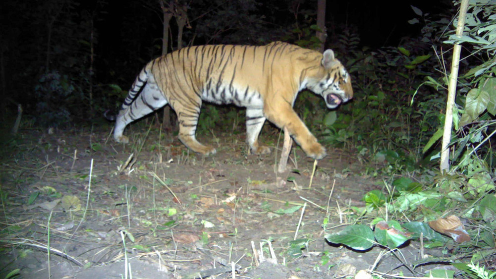 Tiger census completed in Chitwan-Parsa complex