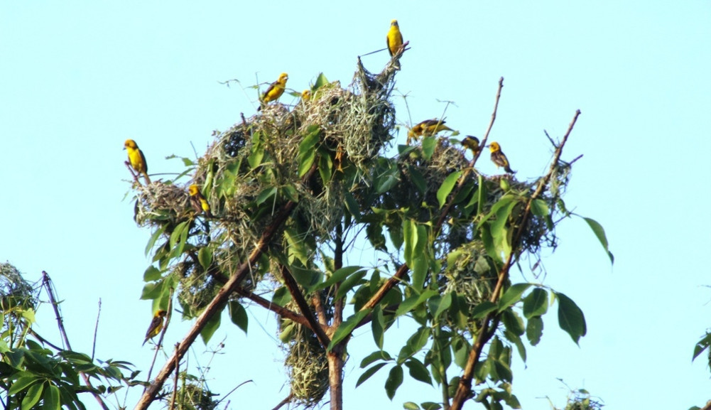 The number of golden eagles is decreasing, only 184 in Shuklaphanta Park