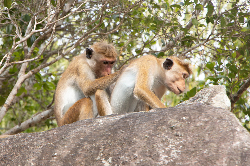 Counting of wild animals including monkeys that destroy crops and harass farmers in Sri Lanka has started
