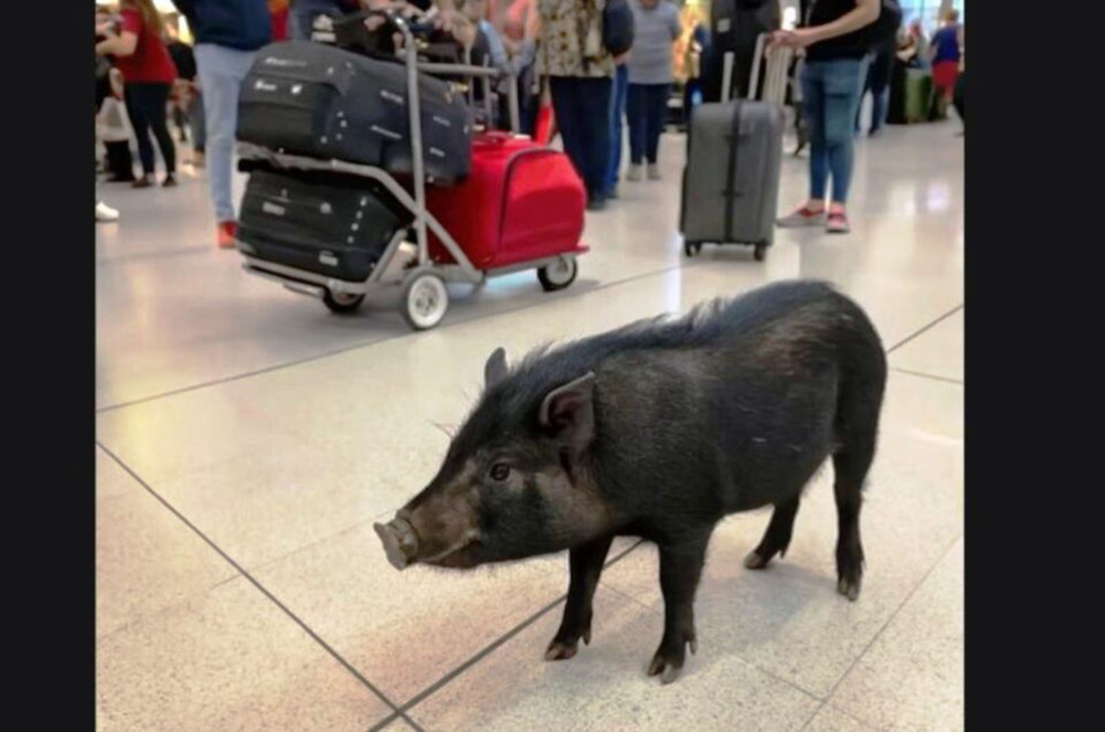 An uproar after a pig was found at an international airport in France