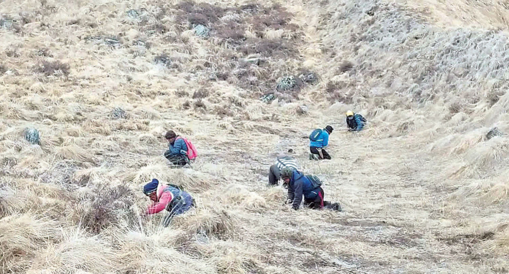 5.3 million revenue was raised from herbs in Manang