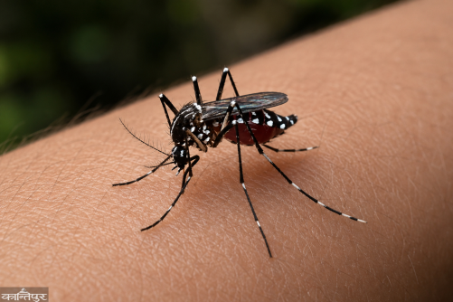 In six months, 2 deaths from dengue, over 1,200 infected