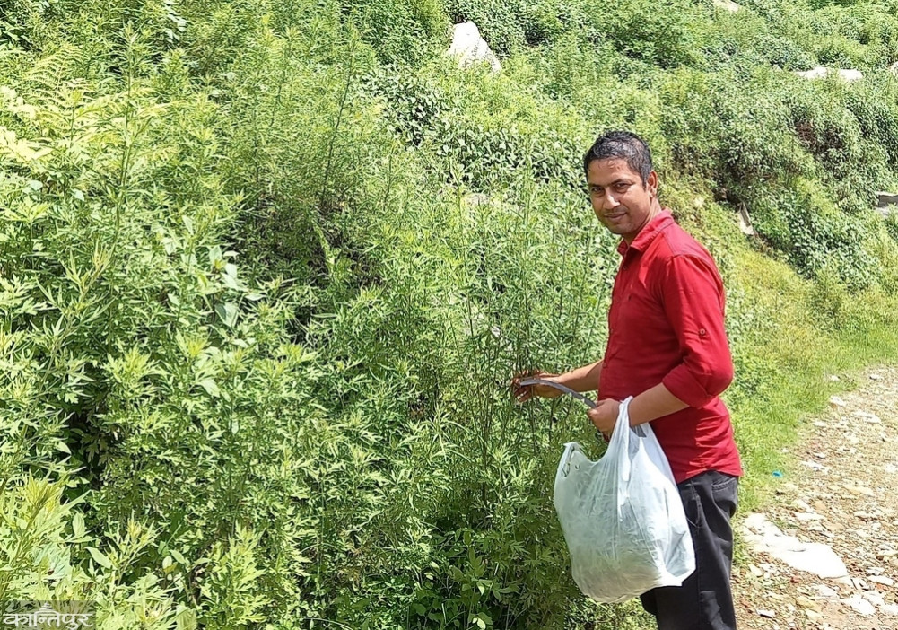 Titepati has been confirmed to have antifungal properties
