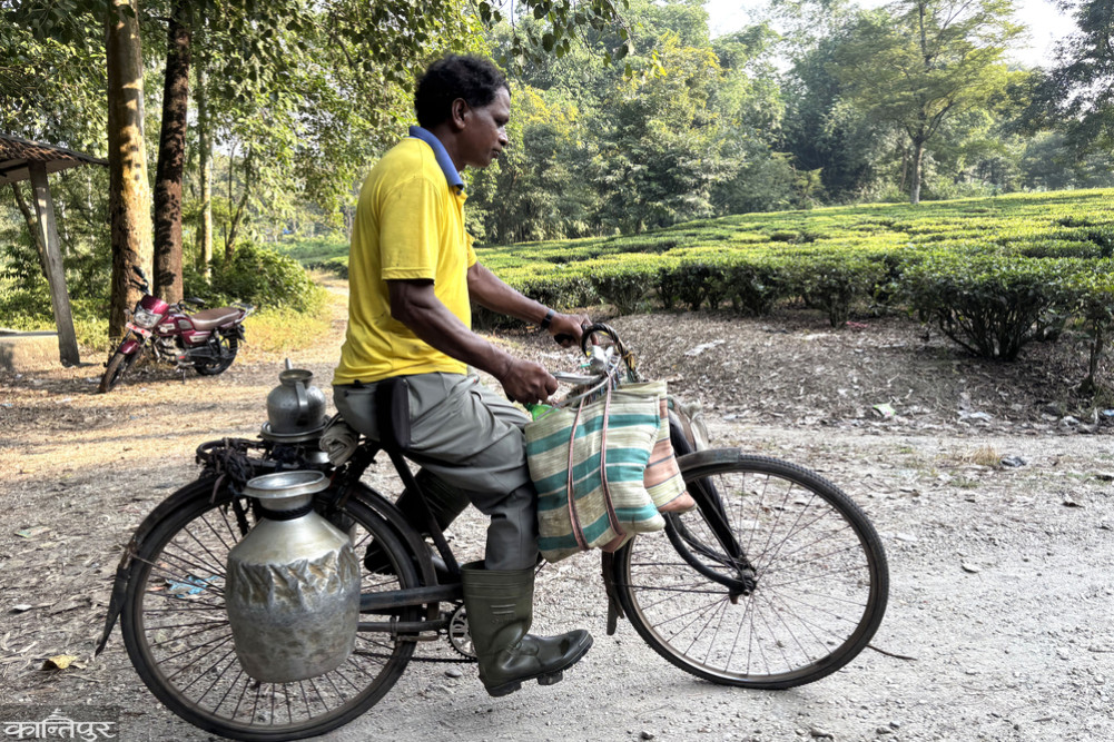 The 'waterman' of the tea plantation