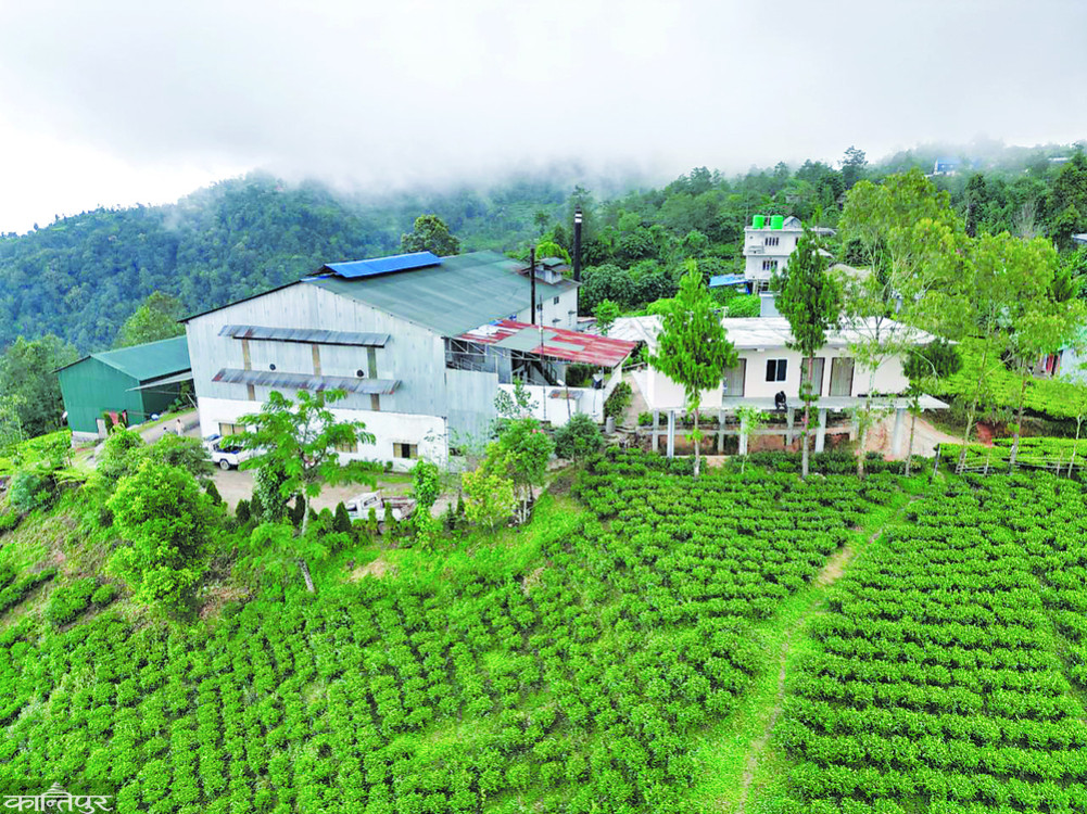 Announcement to close 83 tea factories after India's obstruction