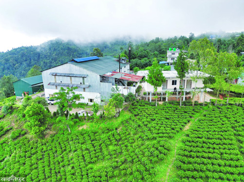 Announcement to close 83 tea factories after India's obstruction