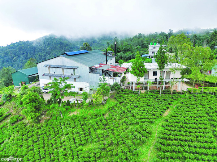 Agreement reached to reopen closed tea factories in Ilam
